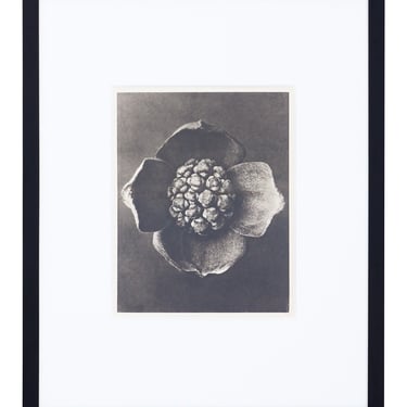 Vintage Blossfeldt Print - XX