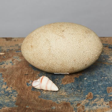 Cassowary Egg from Papua