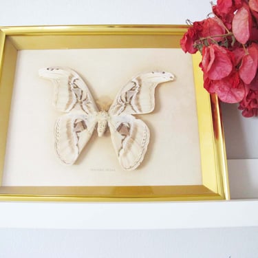 Vintage Moth Butterfly Specimen Wall Art - Atticus Atlas Giant White Moth Hanging Display - Dark Light Academia Home Decor - Insects 