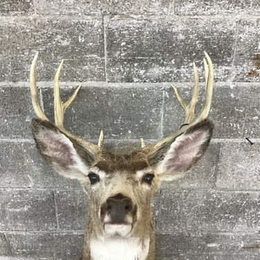 Cape Mount 5×5 Mule Deer (Seattle)