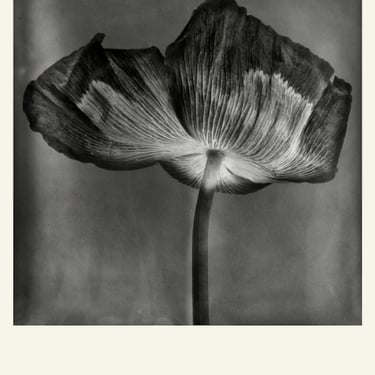 Eamonn J. McCabe | Flower Detail #10