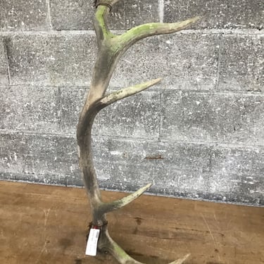 A Single Antler (Seattle)