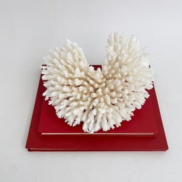 Natural White Table Coral Fragment Beach Home Decor 