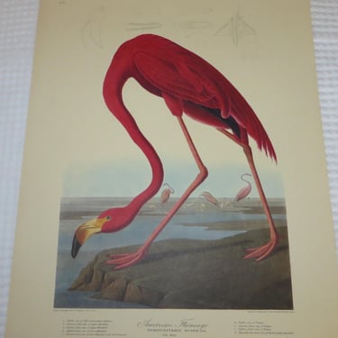 Vintage Audubon American Flamingo Print - Northwestern Mutual Life Insurance Bird Print Calendar 