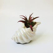 a recently viewed item