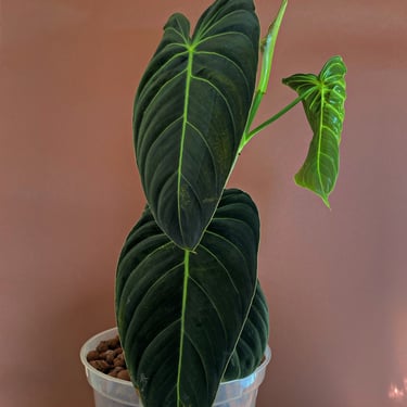 Rare Houseplant | Philodendron Melanochrysum | Rooted 