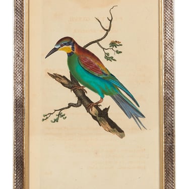 Vintage Hand Colored Bird Print
