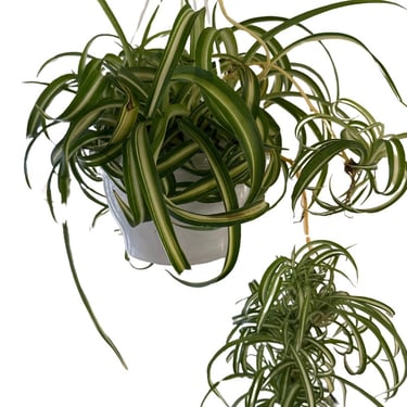 Curly Spider Plant - Live Indoor Plant