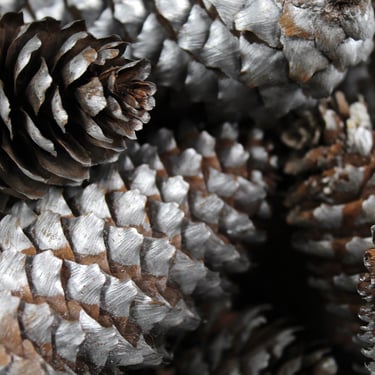 12 Silver Pine Cones for Your Holiday Decor -- 5" Long Silver Painted Pine Cones in Great Condition  | FREE SHIPPING 