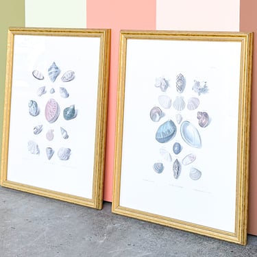 Pair of Shell Illustration Framed Prints