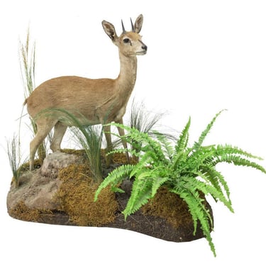 Taxidermy, Antelope, Steenbok, Full Body, in Natural Setting, Greenery, 25.5 in