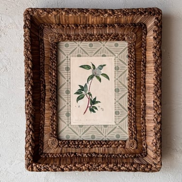 Gusto Woven Frame with Phillip Miller Engraving of White-Berried Dogwood circa 1807