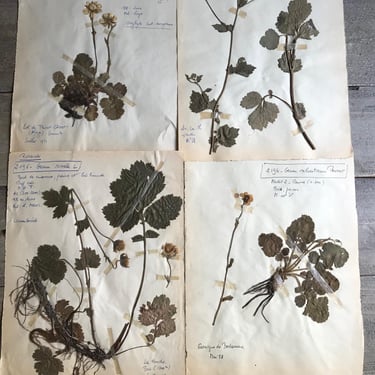 French Herbarium Collection, Native Botanicals, Dried Flowers for Framing, Set of 4, French Farmhouse 