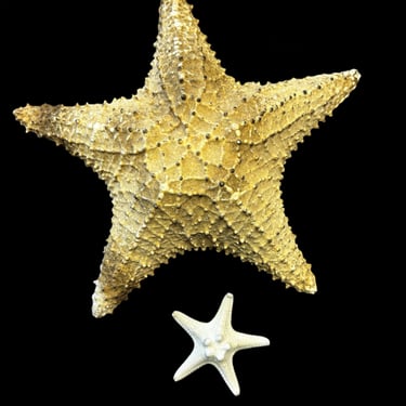 #Starfish Cured