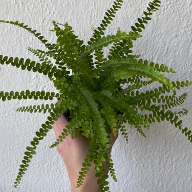 Lemon Button Fern 4