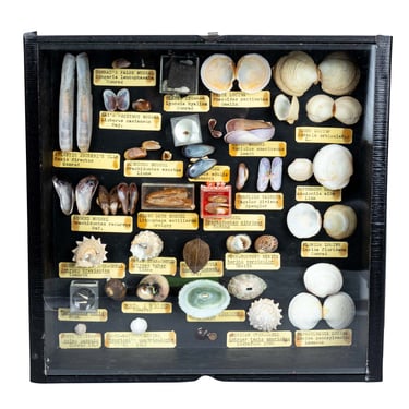 Four Shadow Boxes with Seashells