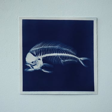 Fish Skeleton Cyanotype on Watercolor Paper (A)