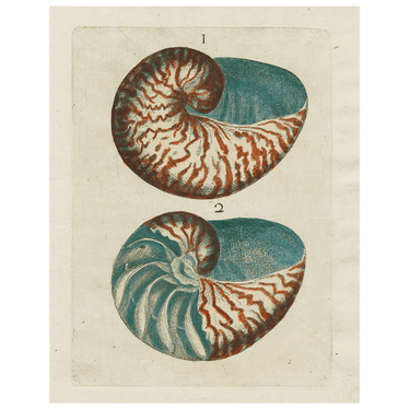 Shells 1 (p 198) - 11 x 14&quot; Tray