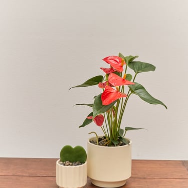 *Preorder* Coeur Gift Set, Plant Combo