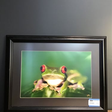 Nature Photo of Tree Frog (Seattle)