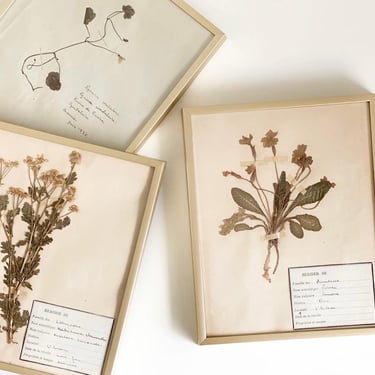 vintage French framed botanical