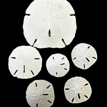 #Sand Dollars