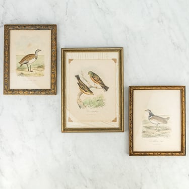 Antique European Bird Framed Handtinted Lithiograph