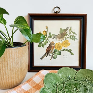 Vintage Framed Bird Art