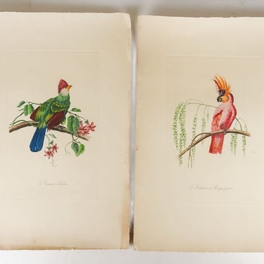 Vintage Early 20th Century French Bird Prints - a Pair