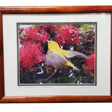 Framed Original Photography Print Yellow Bird in Hawaiian Blossoms 