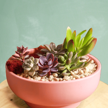 Blushing Succulent Bowl