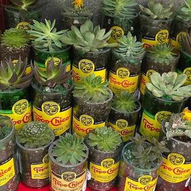 TUC Topo Chico Succulent Planter