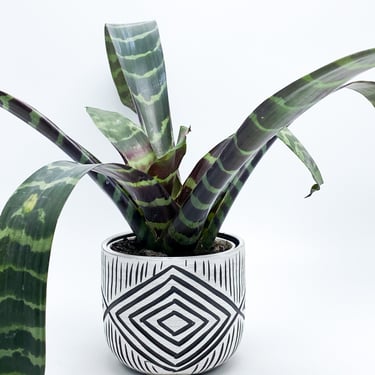 Small Planters: Made-to-Order in Black Clay