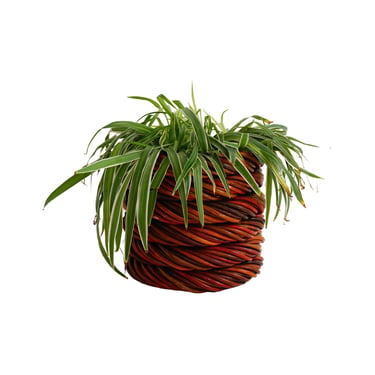 Wicker Planter, 1970s 