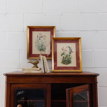 pair of vintage framed botanical studies, in the style of Patience Arnold