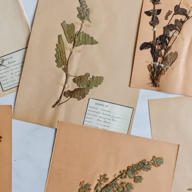 1930s French unframed botanical samples