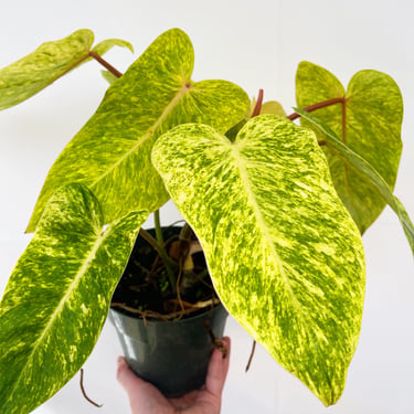 Philodendron Painted Lady