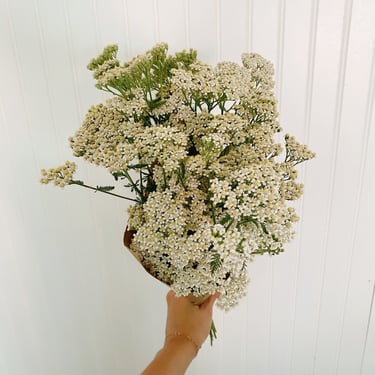 Yarrow Bunch