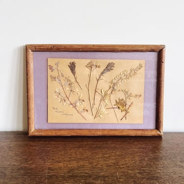 Vintage Pressed “Rocky Mountain Wildflowers” in Wooden Frame 