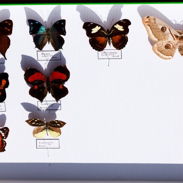 French Butterfly Specimen Bug Box