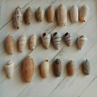 Natural Olive Shells - Seashells For Terrarium