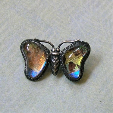 Antique Morpho Butterfly Wing Butterfly Pin, Old Butterfly Wing Brooch Pin, Butterfly Wing Pin (#4213) 