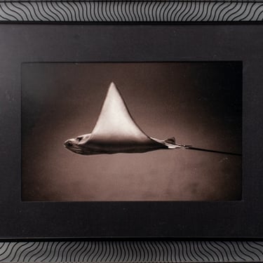 Henry Horenstein &quot;Bullnose Ray&quot; Sepia Photograph
