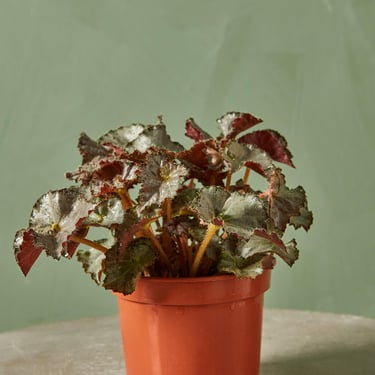 Rex Begonia 'Five and Dime'