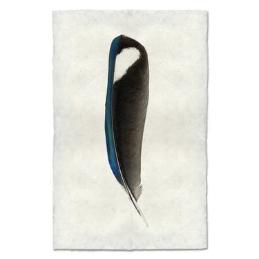 Magpie- Feathers