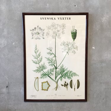 Framed Botanical #1