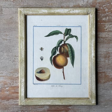 18th C. Claude Aubriet Hand-Colored Fruit Engraving of a Belle de Vilry