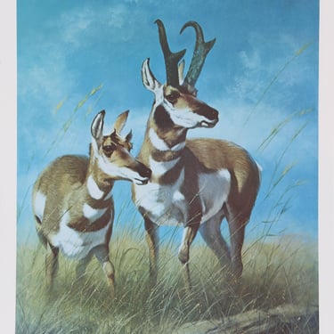 Peter Darro, Pronghorn Antelope, Lithograph, signed and numbered in pencil 