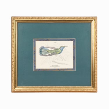 1800s The Naturalist's Library Hummingbird Hand-Colored Engraving on Paper 