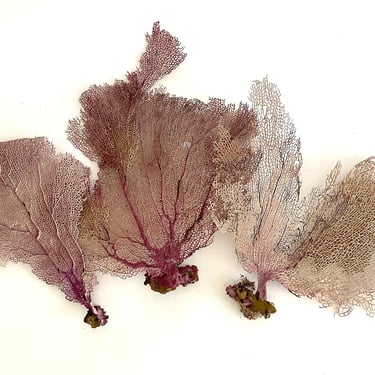 Natural Caribbean Sea Fans 